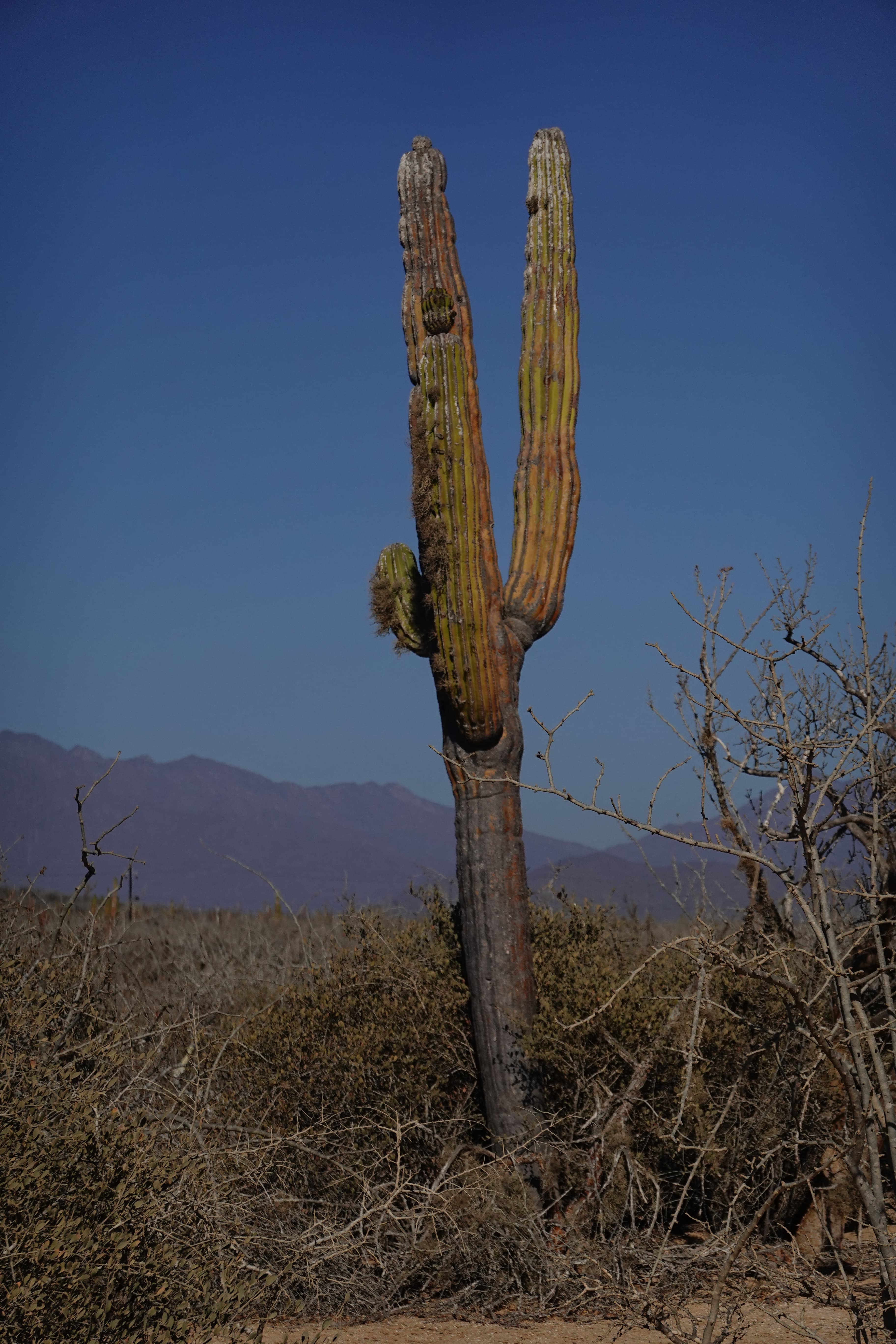 Baja California Sketch Para Arroyo Grande